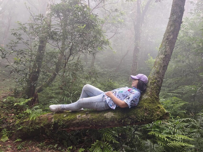 【桃園.復興】小百岳no.22東眼山國家公園海拔1212。O型一圈3.5k簡易好走。超美柳杉樹步道