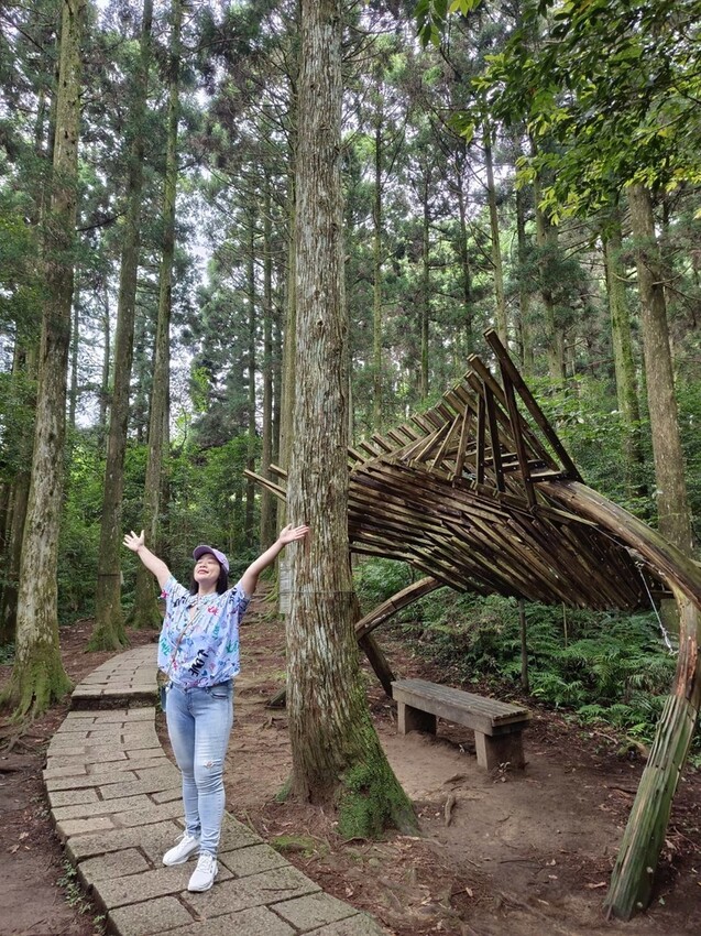 【桃園.復興】小百岳no.22東眼山國家公園海拔1212。O型一圈3.5k簡易好走。超美柳杉樹步道