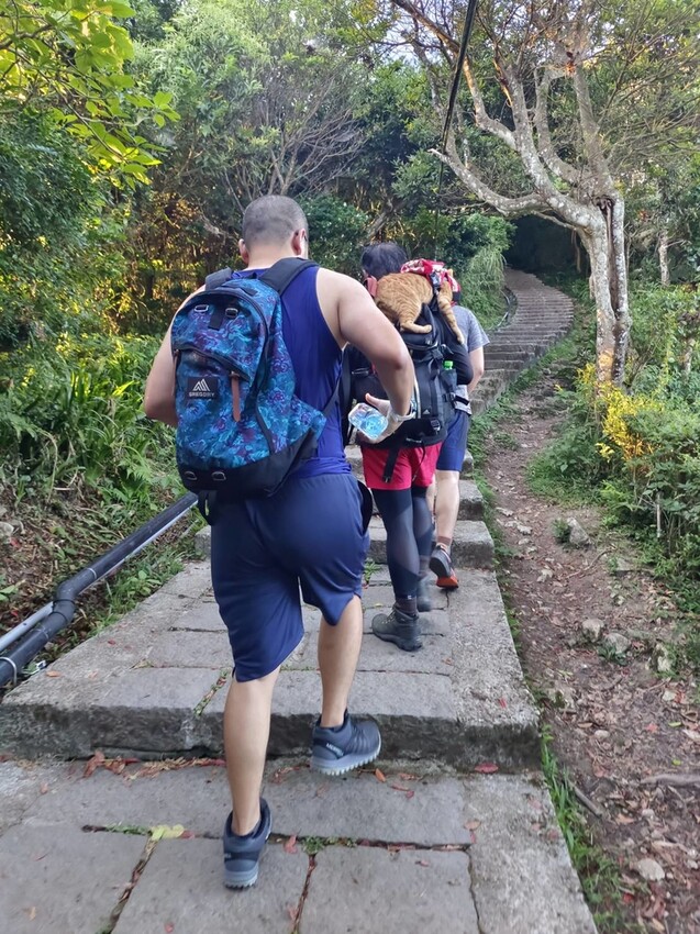 【台北.五股】帶著貓咪爬山去。觀音山硬漢嶺賞夕陽+夜景。大台北盆地美景盡收眼底