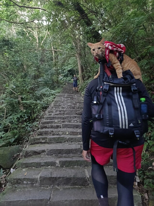 【台北.五股】帶著貓咪爬山去。觀音山硬漢嶺賞夕陽+夜景。大台北盆地美景盡收眼底