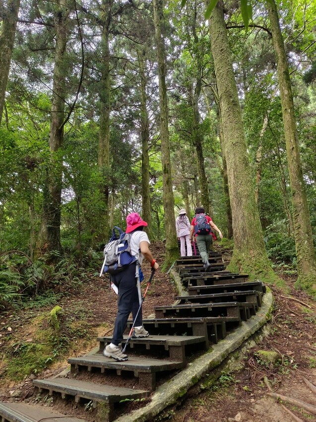 【桃園.復興】小百岳no.22東眼山國家公園海拔1212。O型一圈3.5k簡易好走。超美柳杉樹步道