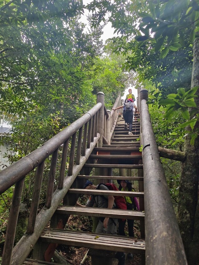 【桃園.復興】小百岳no.22東眼山國家公園海拔1212。O型一圈3.5k簡易好走。超美柳杉樹步道