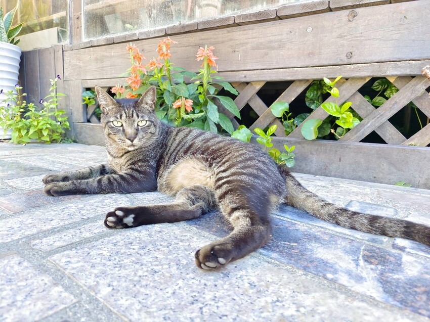 【花蓮.吉安】山緹庭院民宿。寵物友善住宿+寵物清潔費$300近市區用餐方便