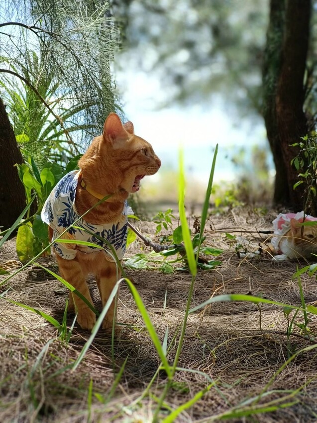 【花蓮.新城】免費寵物景點。曼波海灘散散步。賞超美麗海灣