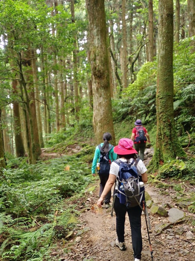 【桃園.復興】小百岳no.22東眼山國家公園海拔1212。O型一圈3.5k簡易好走。超美柳杉樹步道