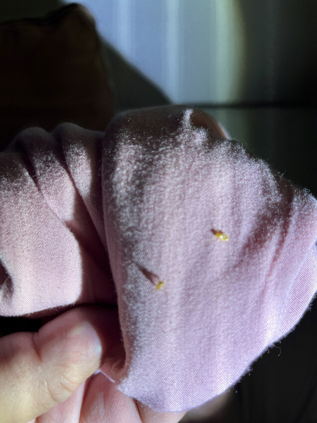 台南除白蟻,瑞容除蟲3.jpg 台南除白蟻,瑞容除蟲3.jpg