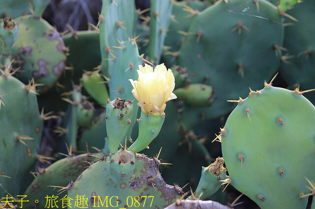 IMG_0877.jpg - 澎湖南寮風車有機農場休息站  20220728