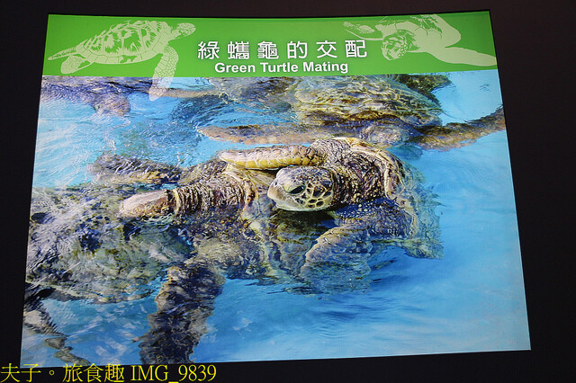 IMG_9839.jpg - 澎湖望安綠蠵龜觀光保育中心 20220727 