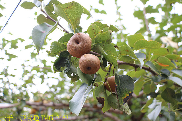 IMG_2167.jpg - 苗栗三灣和豐農園  20220815