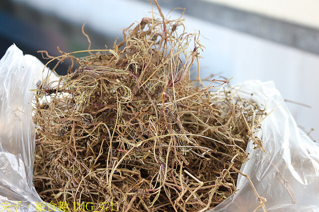 IMG_9711.jpg - 澎湖望安綠蠵龜觀光保育中心 20220727 