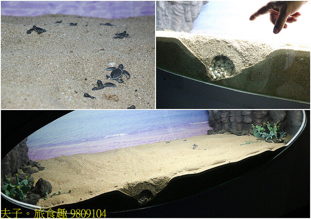 9809104.jpg - 澎湖望安綠蠵龜觀光保育中心 20220727 