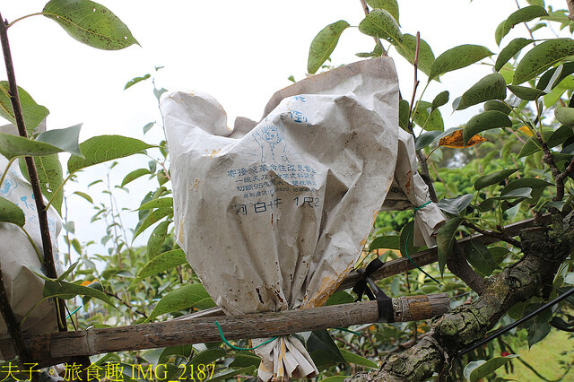IMG_2187.jpg - 苗栗三灣和豐農園  20220815