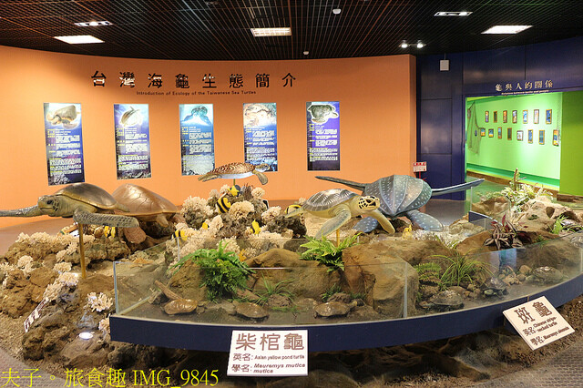IMG_9845.jpg - 澎湖望安綠蠵龜觀光保育中心 20220727 