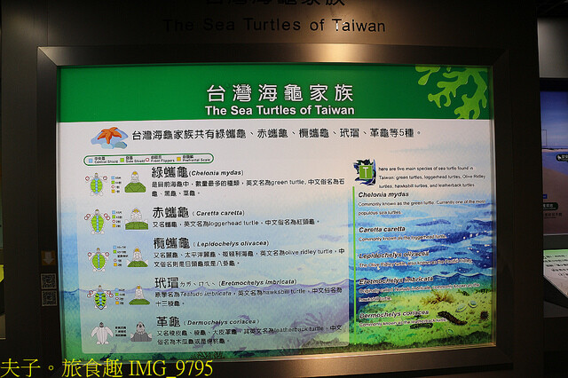 IMG_9795.jpg - 澎湖望安綠蠵龜觀光保育中心 20220727 