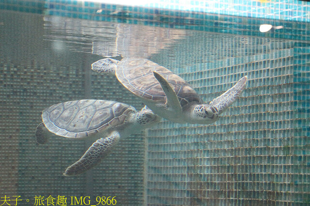 IMG_9866.jpg - 澎湖望安綠蠵龜觀光保育中心 20220727 