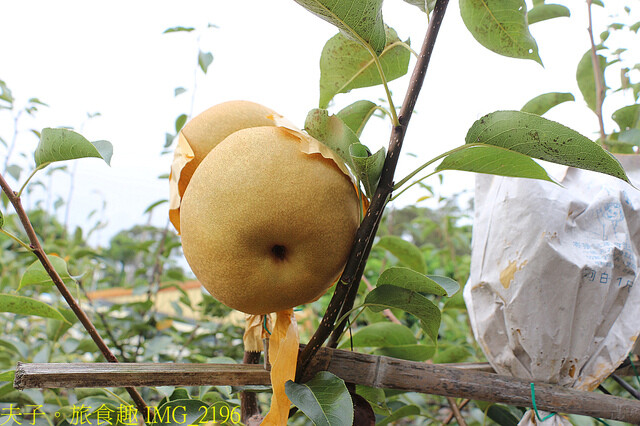 IMG_2196.jpg - 苗栗三灣和豐農園  20220815