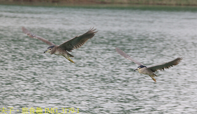 IMG_3179-1.jpg - 曾文水庫 20220816