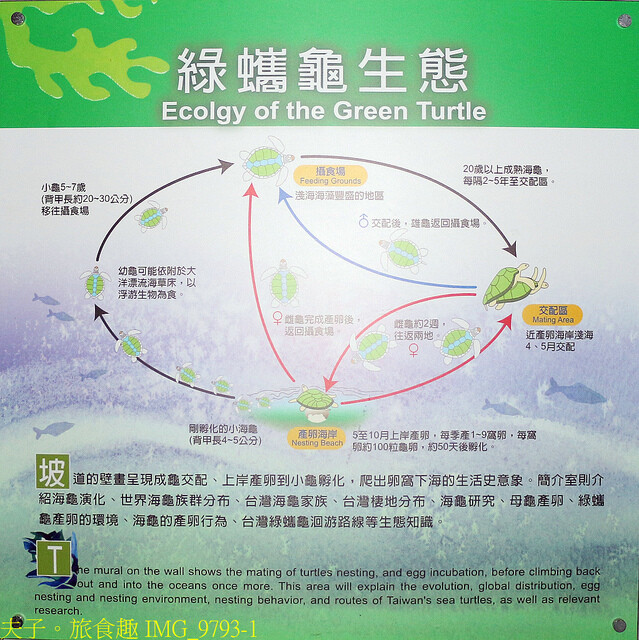 IMG_9793-1.jpg - 澎湖望安綠蠵龜觀光保育中心 20220727 