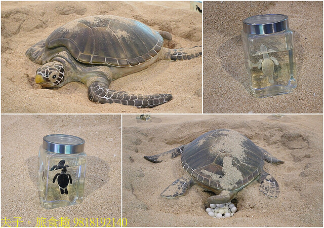 9818192140.jpg - 澎湖望安綠蠵龜觀光保育中心 20220727 