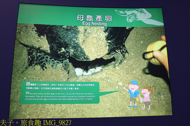 IMG_9827.jpg - 澎湖望安綠蠵龜觀光保育中心 20220727 