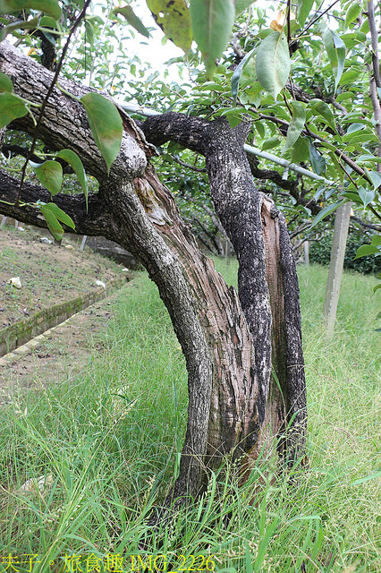 IMG_2226.jpg - 苗栗三灣和豐農園  20220815