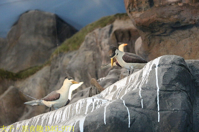 IMG_9771.jpg - 澎湖望安綠蠵龜觀光保育中心 20220727 