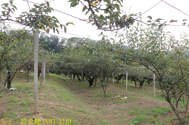 IMG_2210.jpg - 苗栗三灣和豐農園  20220815