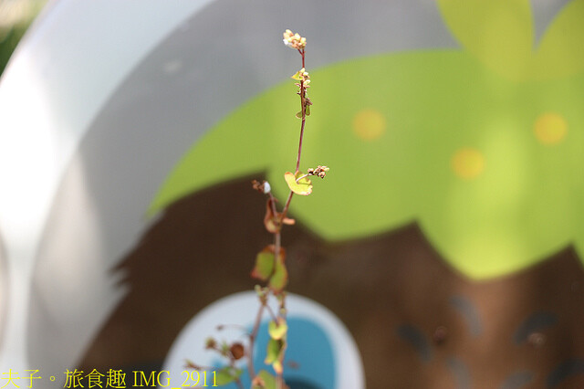 IMG_2911.jpg - 黃金蕎麥探索館 20220816