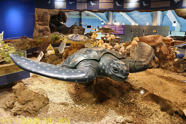 IMG_9851.jpg - 澎湖望安綠蠵龜觀光保育中心 20220727 