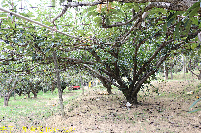 苗栗三灣 三灣梨 採果樂
