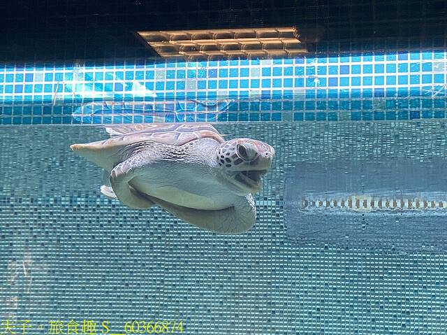 S__60366874.jpg - 澎湖望安綠蠵龜觀光保育中心 20220727 