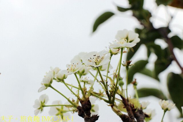 IMG_2183-1.jpg - 苗栗三灣和豐農園  20220815