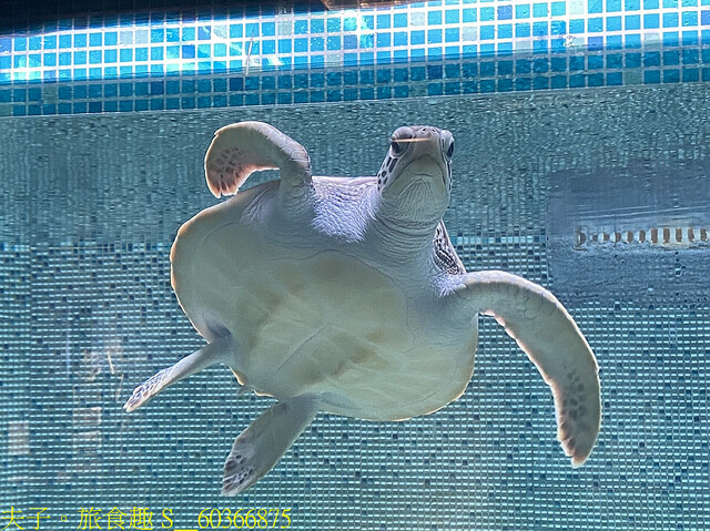 S__60366875.jpg - 澎湖望安綠蠵龜觀光保育中心 20220727 