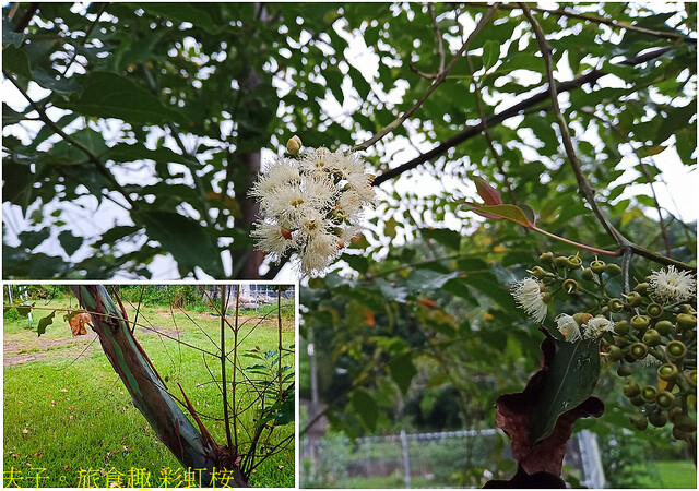 彩虹桉.jpg - 果農之家 20220816