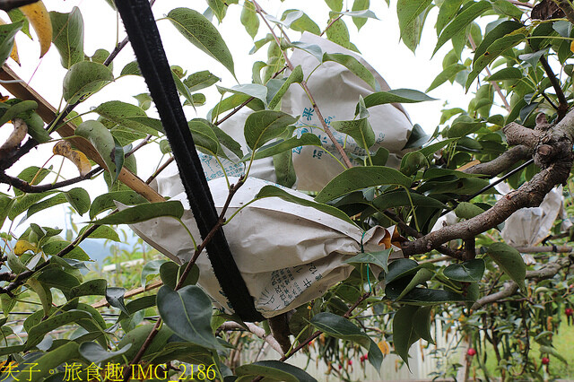 IMG_2186.jpg - 苗栗三灣和豐農園  20220815