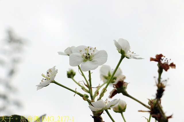 IMG_2177-1.jpg - 苗栗三灣和豐農園  20220815