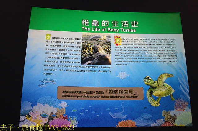 IMG_9823.jpg - 澎湖望安綠蠵龜觀光保育中心 20220727 