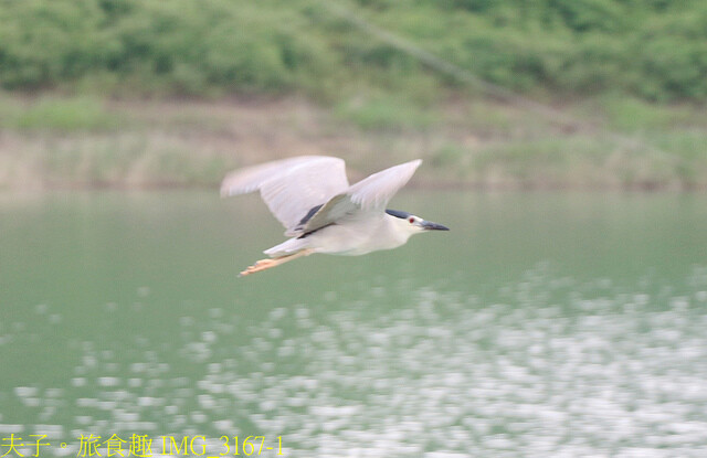 IMG_3167-1.jpg - 曾文水庫 20220816