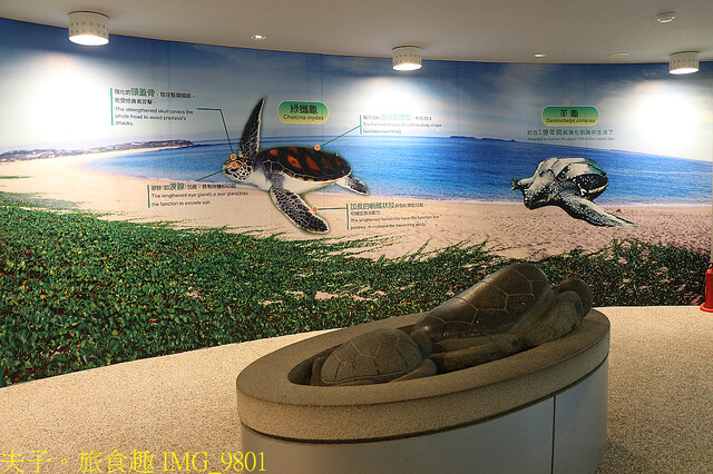IMG_9801.jpg - 澎湖望安綠蠵龜觀光保育中心 20220727 