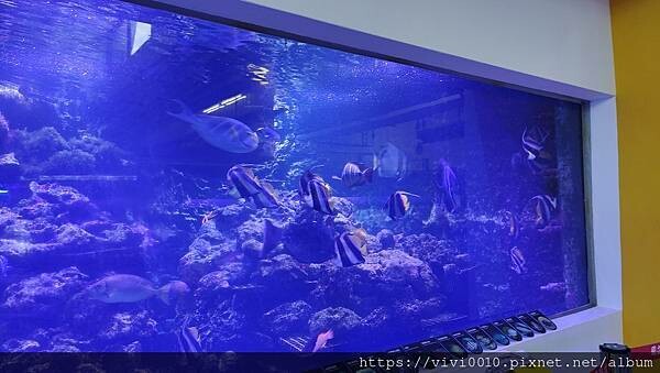 基隆.中正-北北基首座大型水族館,海底隧道VR體驗,還有絕美海景咖啡館!2022年6月新開幕快來衝一波