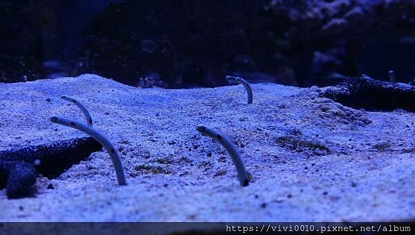 基隆.中正-北北基首座大型水族館,海底隧道VR體驗,還有絕美海景咖啡館!2022年6月新開幕快來衝一波