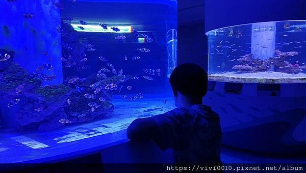 基隆.中正-北北基首座大型水族館,海底隧道VR體驗,還有絕美海景咖啡館!2022年6月新開幕快來衝一波