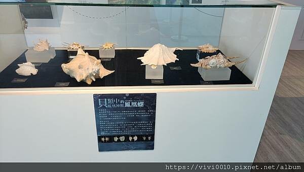 基隆.中正-北北基首座大型水族館,海底隧道VR體驗,還有絕美海景咖啡館!2022年6月新開幕快來衝一波