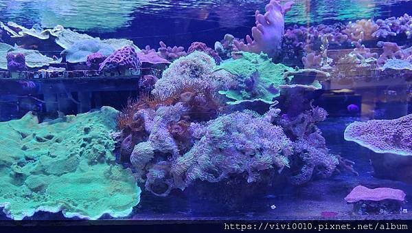 基隆.中正-北北基首座大型水族館,海底隧道VR體驗,還有絕美海景咖啡館!2022年6月新開幕快來衝一波