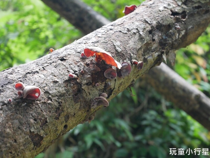 嘉義景點｜三角南山，大埔登山步道，跳跳農場起登｜嘉義賞梅