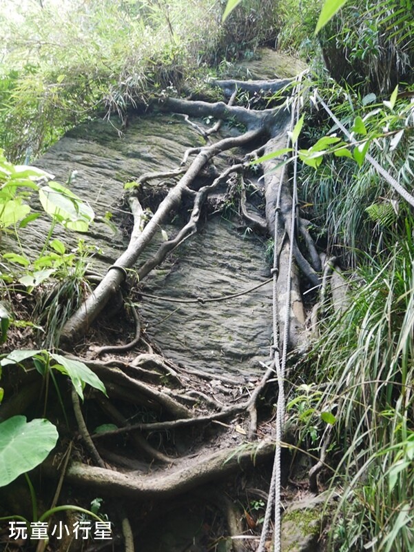 嘉義景點｜三角南山，大埔登山步道，跳跳農場起登｜嘉義賞梅