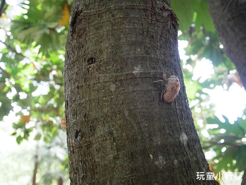 台南景點|億載金城.億載公園