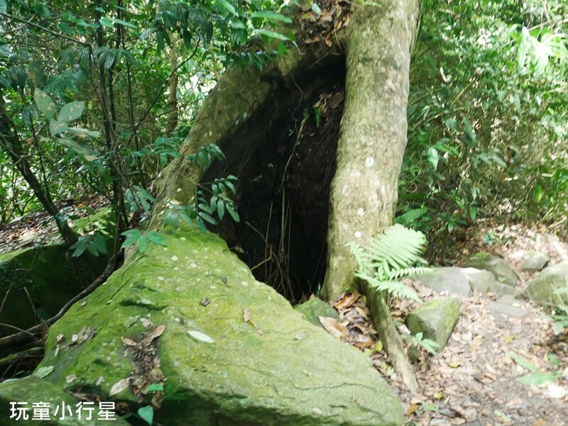 嘉義景點｜三角南山，大埔登山步道，跳跳農場起登｜嘉義賞梅