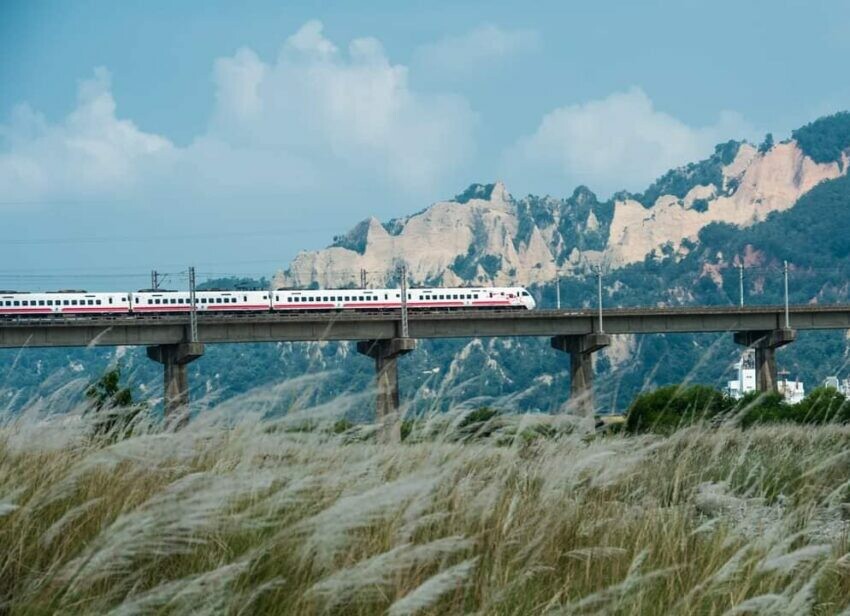 芒草季節、芒草