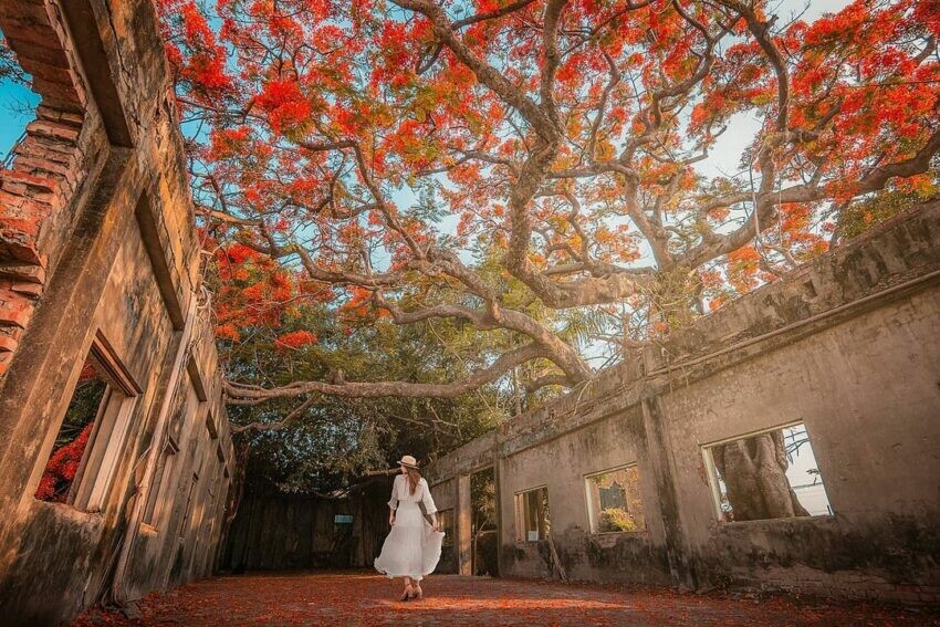 高雄秘境景點 大湖番茄會社